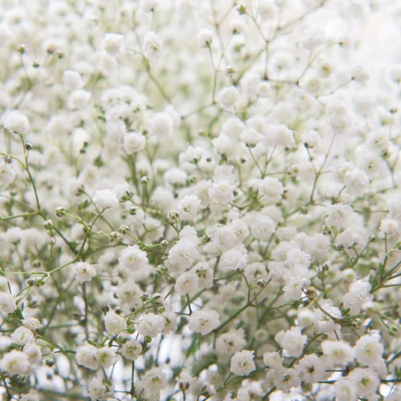 White Baby's Breath Plant, 3-4 Inch Bare Root Size, Low Maintenance Flowering Perennial for Sunny Landscapes