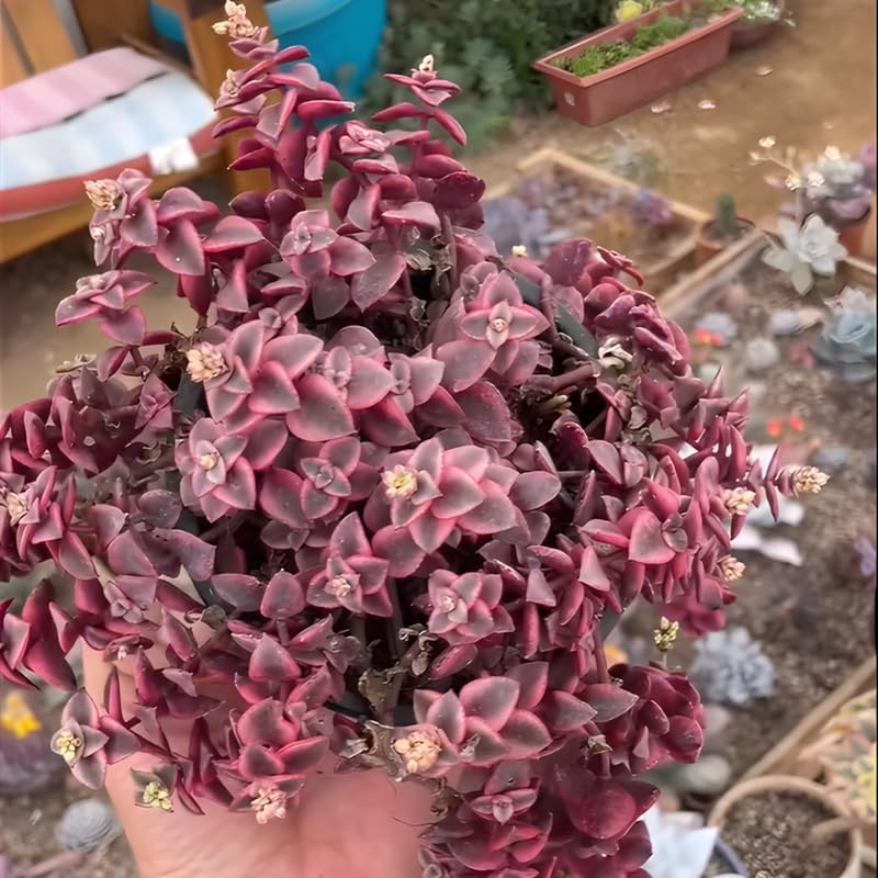 Large Pink Calico Kitten Succulent Live in 6 Inch Pot | Full Pink-Variegated Trailing Crassula | Ideal for Sunlit Corners, Living Rooms, and Patio Styling