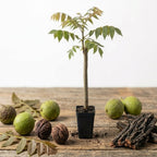 Black Walnut Trees Live Plants, 12-18 Inch Tall in 4" Pot, Low Maintenance Native Nut Plant, Robust Well-Rooted Starter Tree