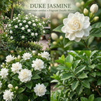 (No Ship to CA,HI,AK) Duke Jasmine Plant Live, 2 Gallon Pot, Low Maintenance Highly Fragrant Shrub for Homeowners, Sturdy Starter for Elegant Floral Displays