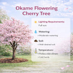 2 Okame Cherry Blossom Tree, 6-12 Inch Tall, Easy Care, Hardy Ornamental Flowering Cherry Tree, Ideal for Yard, Garden & Landscape