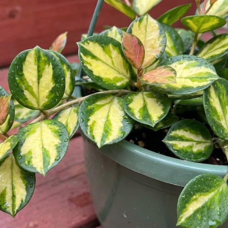 Hoya Plant, Rare Hoya Australis Lisa, 4 Inch Pot, Easy Care Climbing Vine, Green Wax Foliage for Shelves and Hanging Pots