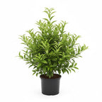 Blood Oranges Fresh | Orange Trees Live Plants | 2.5–3 Feet Live Potted Citrus Plant | Sweet Juicy Fruit Tree for Indoor & Outdoor Spaces | No Ship to CA,HI,AK