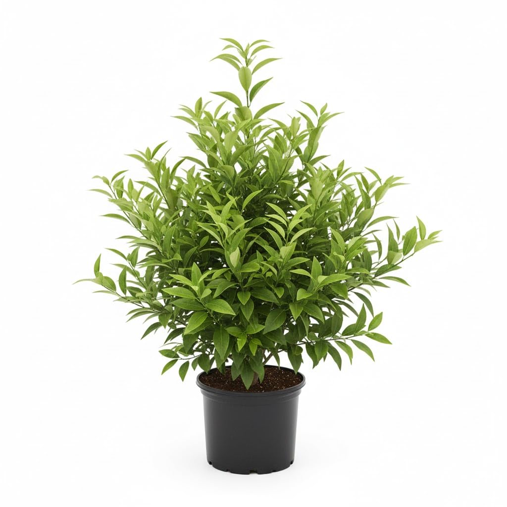 (No Ship to CA,HI,AK) Hamlin Orange Trees Live Plants| 1 Gallon Live Potted Citrus Plant | Sweet Juicy Fruit Tree for Indoor & Outdoor Spaces