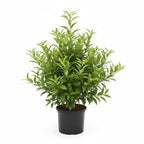 (No Ship to CA,HI,AK) Hamlin Orange Trees Live Plants| 1 Gallon Live Potted Citrus Plant | Sweet Juicy Fruit Tree for Indoor & Outdoor Spaces