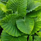 Giant Elephant Ear Plant 1–2ft Tall | Live Mammoth Elephant Ear Bulb Grown Plant – Large Tropical Elephant Ears for Garden & Landscape, Fast-Growing Colocasia with Bold Foliage