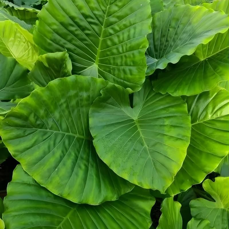 Giant Elephant Ear Plant 1–2ft Tall | Live Mammoth Elephant Ear Bulb Grown Plant – Large Tropical Elephant Ears for Garden & Landscape, Fast-Growing Colocasia with Bold Foliage