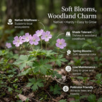 5 Wild Geranium Roots, Well-Rooted Maculatum, Low Maintenance Flowering Groundcover for Sun or Shade, Vigorous Growth Habit