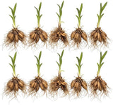 10 Daylily Plant Roots System/Fans, Low Maintenance, Long-Lasting Wild Daylilies Perennial Plants, Ready to Plant for Outdoor Garden & Landscaping, Not Bulbs
