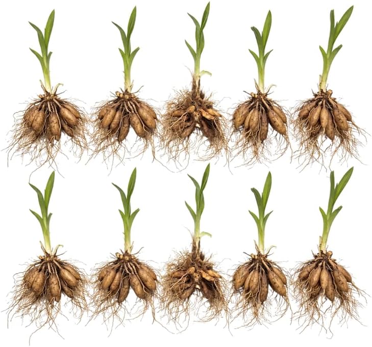 10 Daylily Plant Roots System/Fans, Low Maintenance, Long-Lasting Wild Daylilies Perennial Plants, Ready to Plant for Outdoor Garden & Landscaping, Not Bulbs