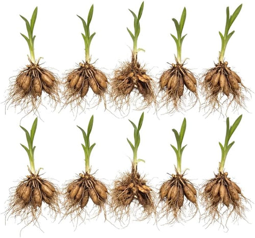 10 Daylily Plant Roots System/Fans, Low Maintenance, Long-Lasting Wild Daylilies Perennial Plants, Ready to Plant for Outdoor Garden & Landscaping, Not Bulbs