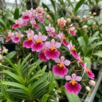 Hot Pink Tolumnia Oncidium Orchid Plant, Dancing Lady Floral Shrub, Easy Care Indoor Blooming Plant for Garden and Home Decor