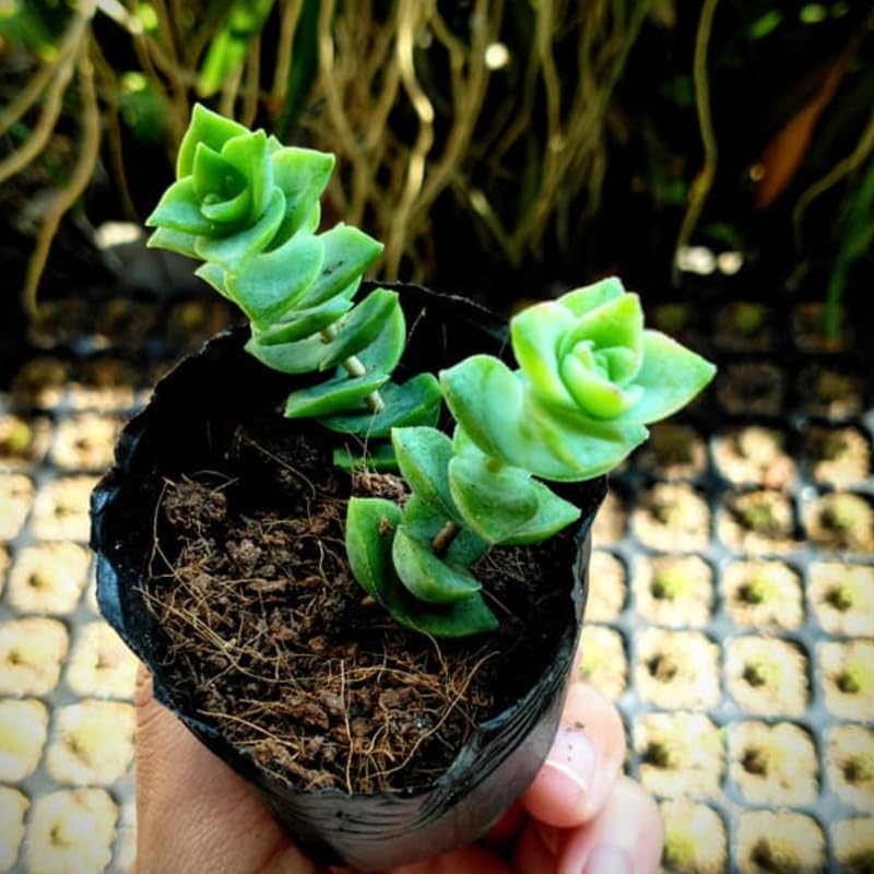 Crassula String of Buttons Live Plant | Compact Trailing Succulent in 2 Inch Pot | Plant for Home Office, Wedding Hanging Decoration & DIY Projects