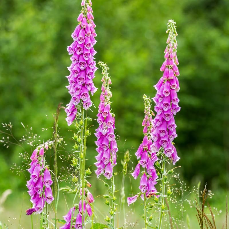 3 Foxglove Live Plant in 3-inch Pot, Established Live Flowering Plant, Well-Rooted & Low Maintenance Outdoor Garden Plant
