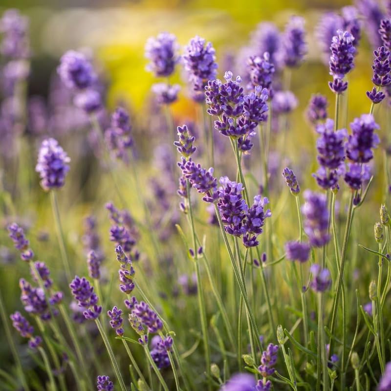 3 English Lavender Lavandula Angustifolia Plants, 3-Inch Pot, Compact Aromatic Perennial for Modern Landscape and Container Gardening