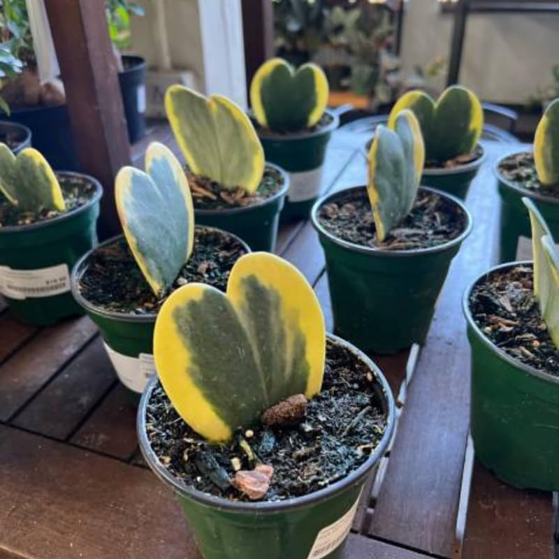 Variegated Hoya Kerrii Plant Live, 2" Pot, Easy Care Indoor Greenery, Two-Tone Heart Foliage for Home Decor and Small Spaces