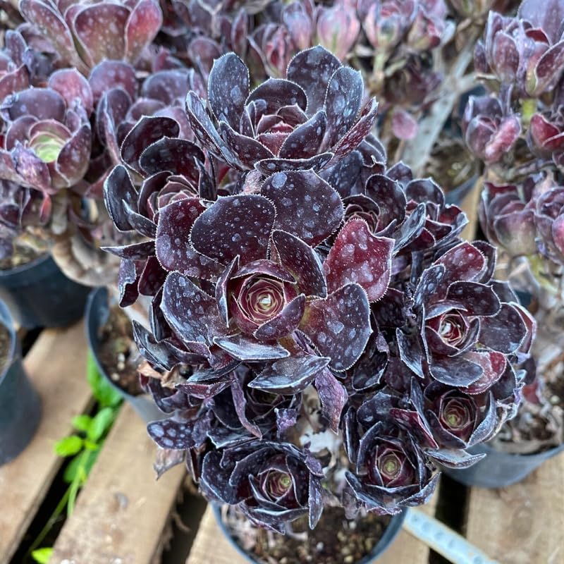 Aeonium Black Rose Plant Live Succulent in 4" Inch Pot | Black Succulents Plants Live | Ideal for Modern Home Décor, Desk Displays & Plant Collections