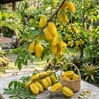 Sweet Starfruit Live Plant, 3 Gallon Pot, Potted Tropical Fruit Tree Starter for Backyard and Large Containers (No Ship to CA,HI,AK)