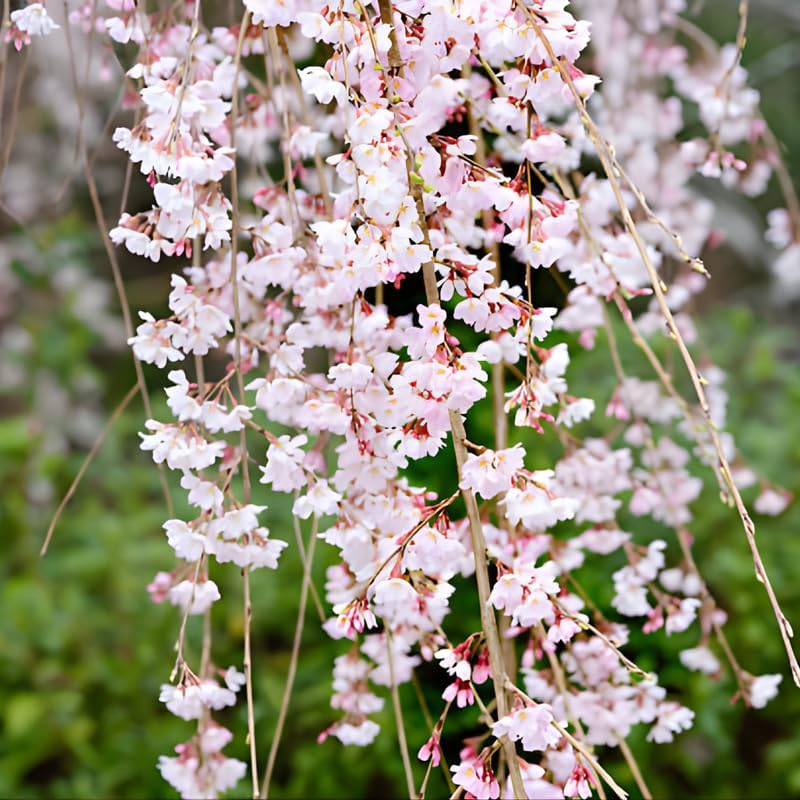 Weeping Cherry Tree Live Plant, 6-12 Inch Tall Starter Plant, Japanese Cherry Blossom Tree, Easy Care Flowering Tree for Planting Outdoors
