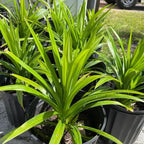 Pandan Leaf Plant Live 1–2 Ft | Tropical Pandanus Amaryllifolius | Easy-Grow Culinary Plant for Patio, Yard & Containers | No Ship to CA,HI,AK