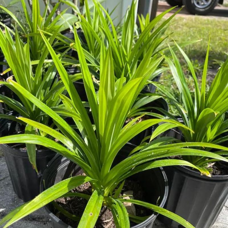 Pandan Leaf Plant Live 1–2 Ft | Tropical Pandanus Amaryllifolius | Easy-Grow Culinary Plant for Patio, Yard & Containers | No Ship to CA,HI,AK