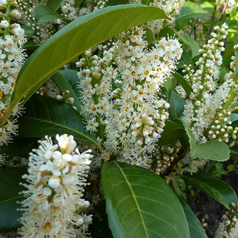 2 Live Cherry Laurel Plants | 1-2 Feet Tall Bare Root Seedlings | Prunus Laurocerasus Native Evergreen Trees | Fast-Growing Shrub