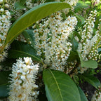 2 Live Cherry Laurel Plants | 1-2 Feet Tall Bare Root Seedlings | Prunus Laurocerasus Native Evergreen Trees | Fast-Growing Shrub