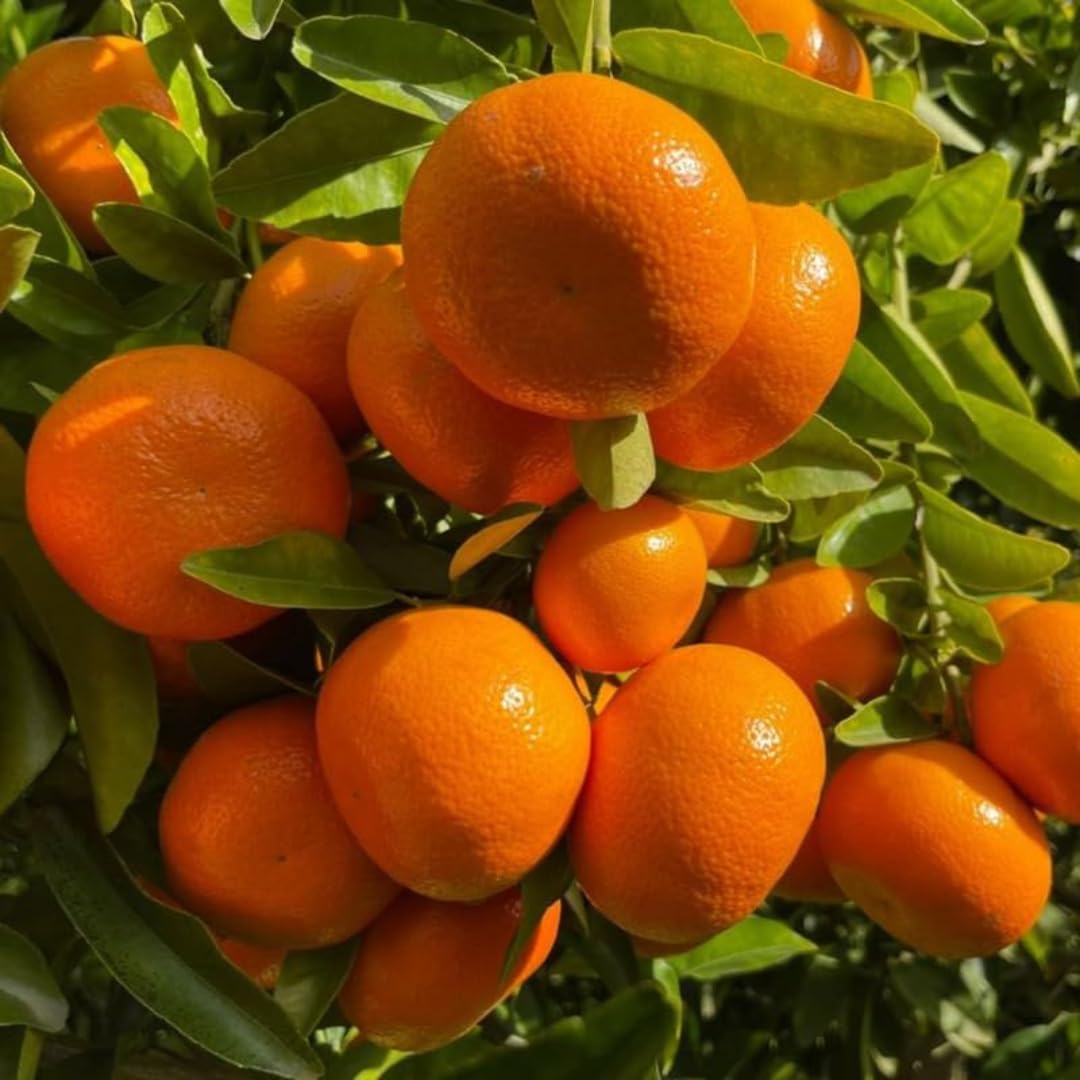 (No Ship to CA,HI,AK) Hamlin Orange Trees Live Plants| 1 Gallon Live Potted Citrus Plant | Sweet Juicy Fruit Tree for Indoor & Outdoor Spaces