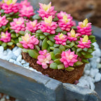 Succulent Plants, Anacampseros Sunrise Succulents in 2 Inch Pot, Great for Home & Office Styling, Succulent Arrangements & Beginner Growers