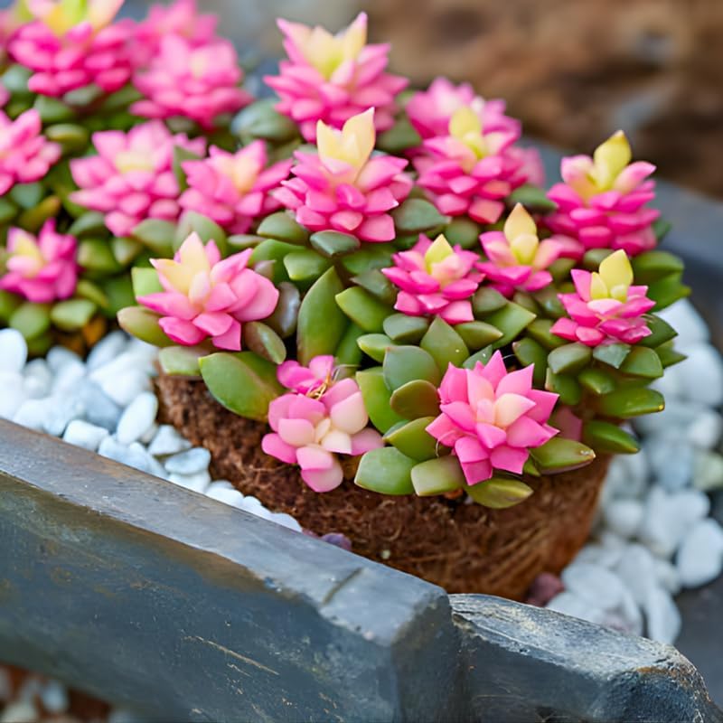 Succulent Plants, Anacampseros Sunrise Succulents in 2 Inch Pot, Great for Home & Office Styling, Succulent Arrangements & Beginner Growers
