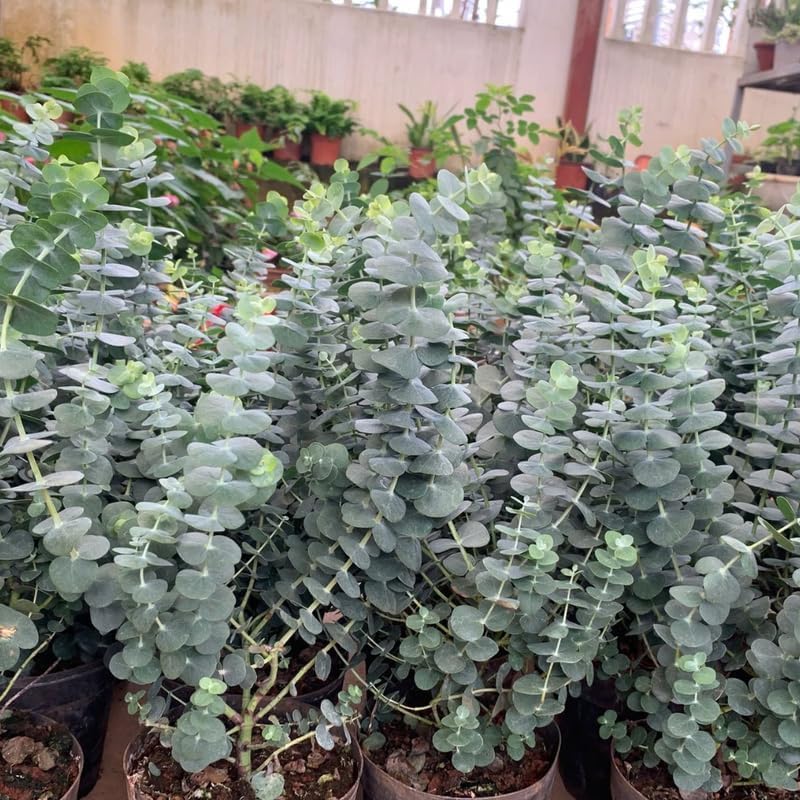 Silver Dollar Eucalyptus Plant Live, 4 Inch Tall Bare Root Seedlings, Eucalyptus Cinerea Aromatic Evergreen, Silvery Foliage for Home and Garden