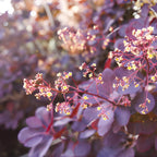 Purple Smoke Tree - Cotinus Coggygria, 4 Inch Pot - 12-18 Inch Tall, Low Maintenance Shrub with Smoky Pink Blooms