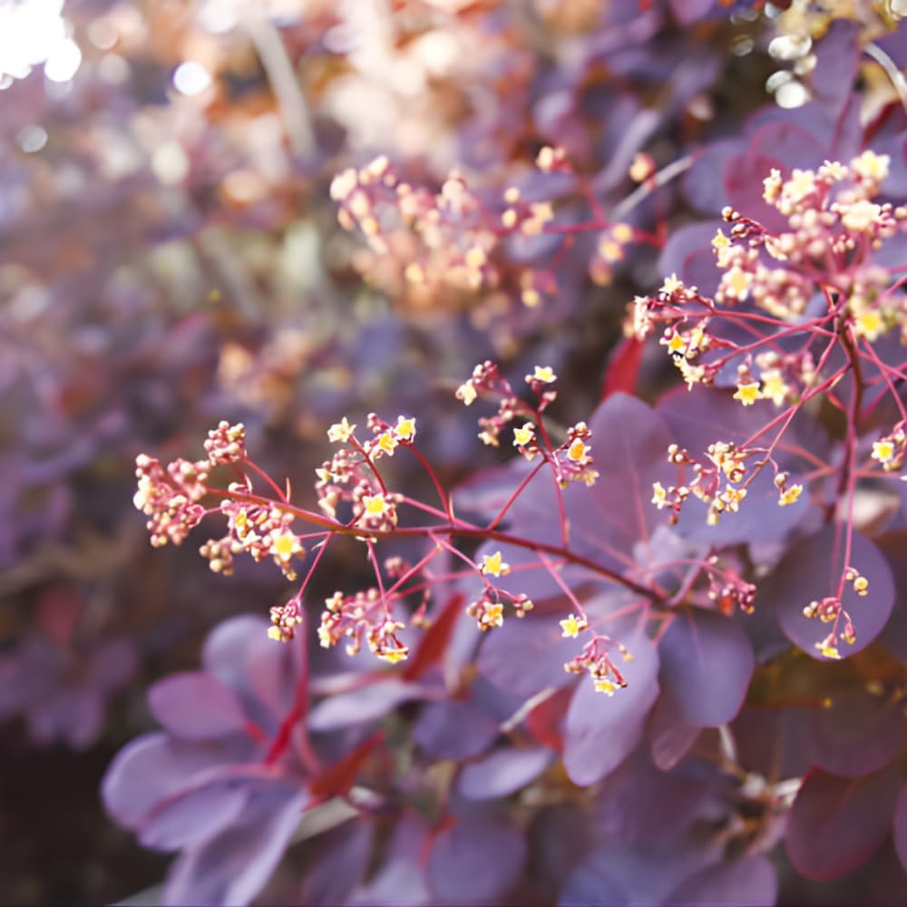Purple Smoke Tree - Cotinus Coggygria, 4 Inch Pot - 12-18 Inch Tall, Low Maintenance Shrub with Smoky Pink Blooms