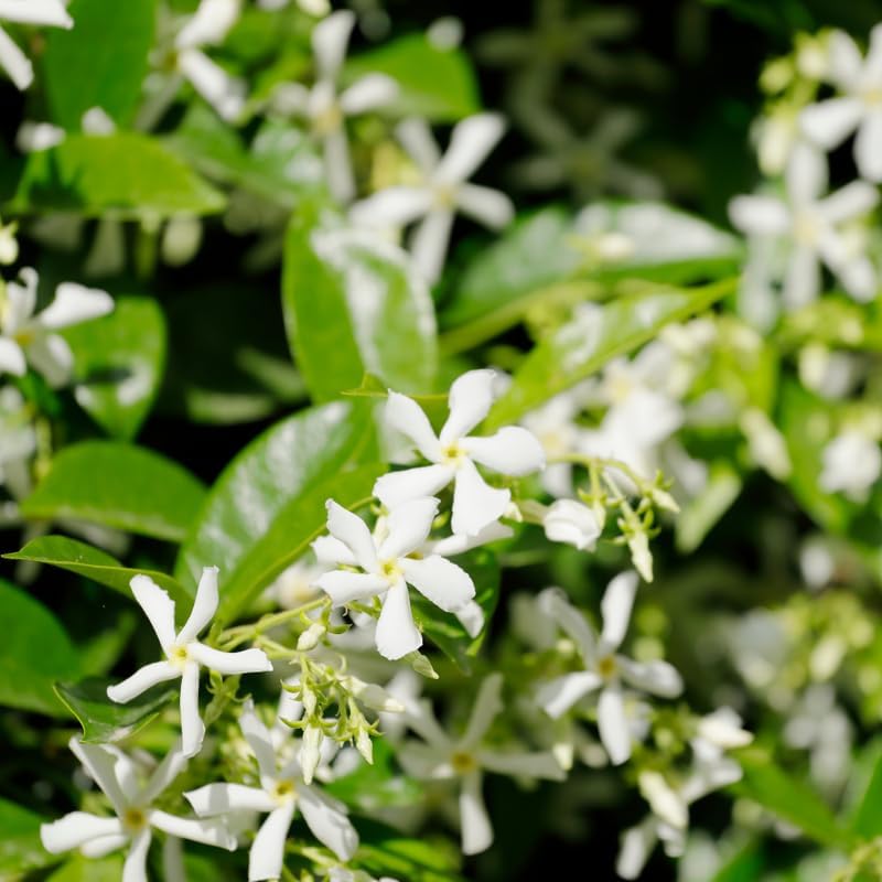Confederate Jasmine Plant, Well-Rooted 8" Potted Climbing Vine, Low Maintenance Aromatic Evergreen for Sunny Patios
