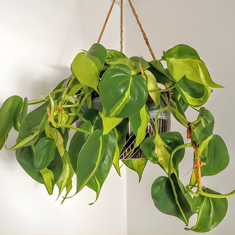 3 Philodendron Live Plant in 4" Pot, Heart Leaf Philodendron Cordatum Brasil, Indoor Vining Houseplant for Tabletop Decor, Gifting and Plant Collections