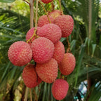 Mauritius Lychee Tree for Planting | 2.5–3 Ft Live Potted Tropical Fruit Tree | Sweet Juicy Lychee Fruit for Home Gardens, Patios & Containers | No Ship to CA,HI,AK