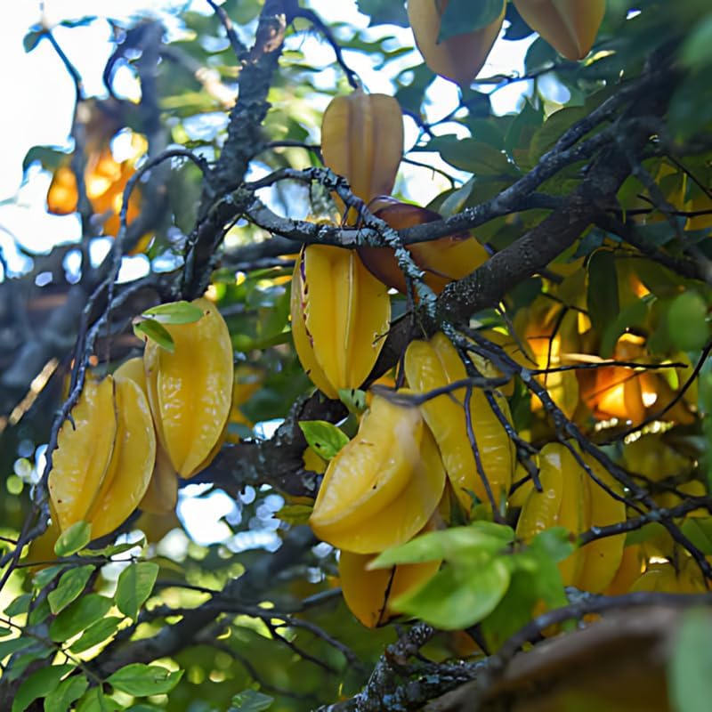 (No Ship to CA,HI,AK) Sweet Starfruit Tree Live Plant in 3 Gallon Pot, Well-Rooted Tropical Tree, Low Maintenance Fruit Plant for Sunny Outdoor Spots