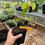 Live Eastern Redbud Tree for Planting, 12-18 Inch Tall in Quart Pot, Beautiful Ornamental Redbud for Home, Garden, Yard & Outdoor Landscaping, Low-Maintenance, Easy-Grow Starter Plant