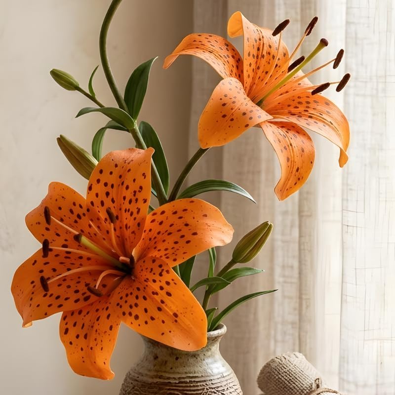 Tiger Lily Bulbs, Set 3 Lily Bulbs for Fall Planting, Bold Orange Spotted Blooms, Live Perennial Flower Bulbs for Garden Rows and Borders