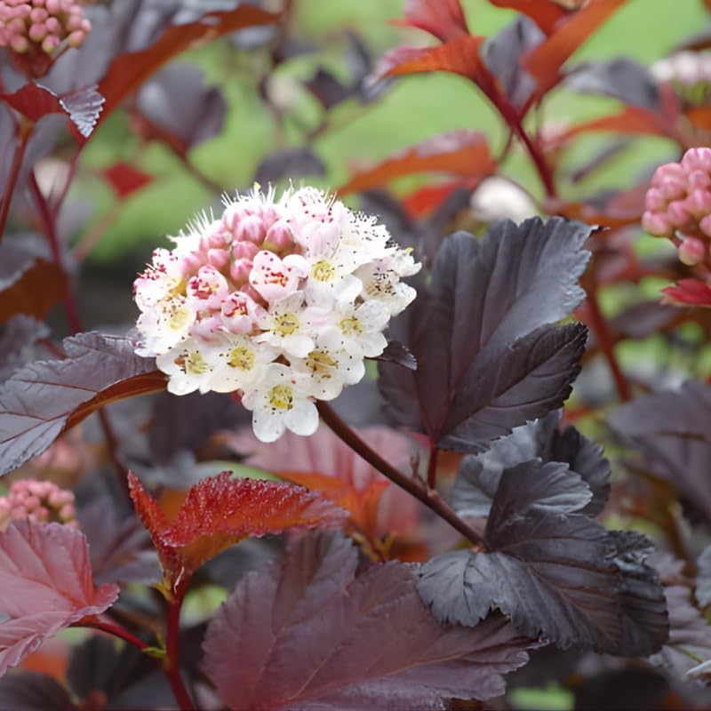 5 Live Ninebark Shrub Plant, 12-24" Tall Bare Root, Easy to Grow, Resilient Flowering Foliage for Garden Rows and Landscapes