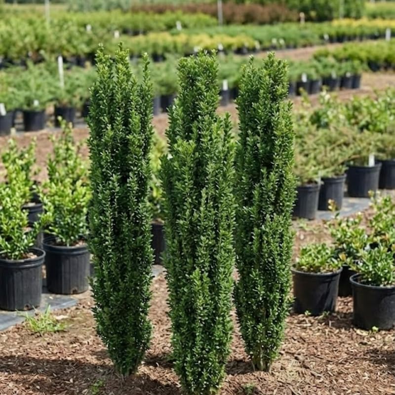 Live Sky Pencil Holly Bushes Ready to Plant in 1 Quart Pot | Cold-Hardy Columnar Evergreen | Well-Rooted Established Starter Shrub