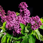 Purple Lilac Bush Live Plant, 8-12" Tall in Medium Size Pot, Fragrant Lilac Tree, Cold Hardy, Low Maintenance, Ready to Plant for Outdoor Garden