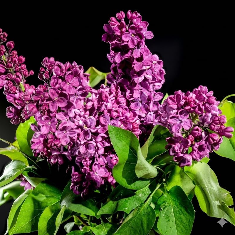 Purple Lilac Bush Live Plant, 8-12" Tall in Medium Size Pot, Fragrant Lilac Tree, Cold Hardy, Low Maintenance, Ready to Plant for Outdoor Garden
