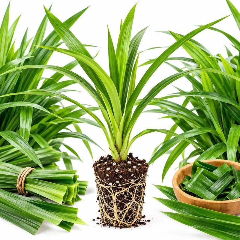Pandan Plant Live 3-6 Inch Tall, Fragrant Pandanus Amaryllifolius