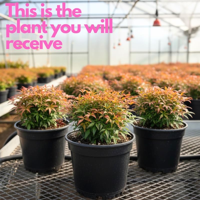3 Dwarf Nandina Live Shrubs | 2.5-Inch Potted Nandina Plants | Compact Outdoor Shrubs | Designed for Small Spaces and Garden Edges
