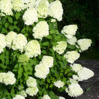 Limelight Hydrangea Live Flowering Plant | Quart Pot | Cold-Hardy Panicle Shrub with Lime-Green Blooms | Well-Rooted Ornamental Garden Plant