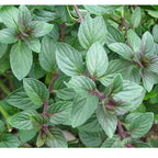 Chocolate Mint Plants Live Outdoor and Garden, Mint Plants Live in 3-Inch Pot, Cold-Hardy Mint Herb for Patios, Containers, and Ground Cover