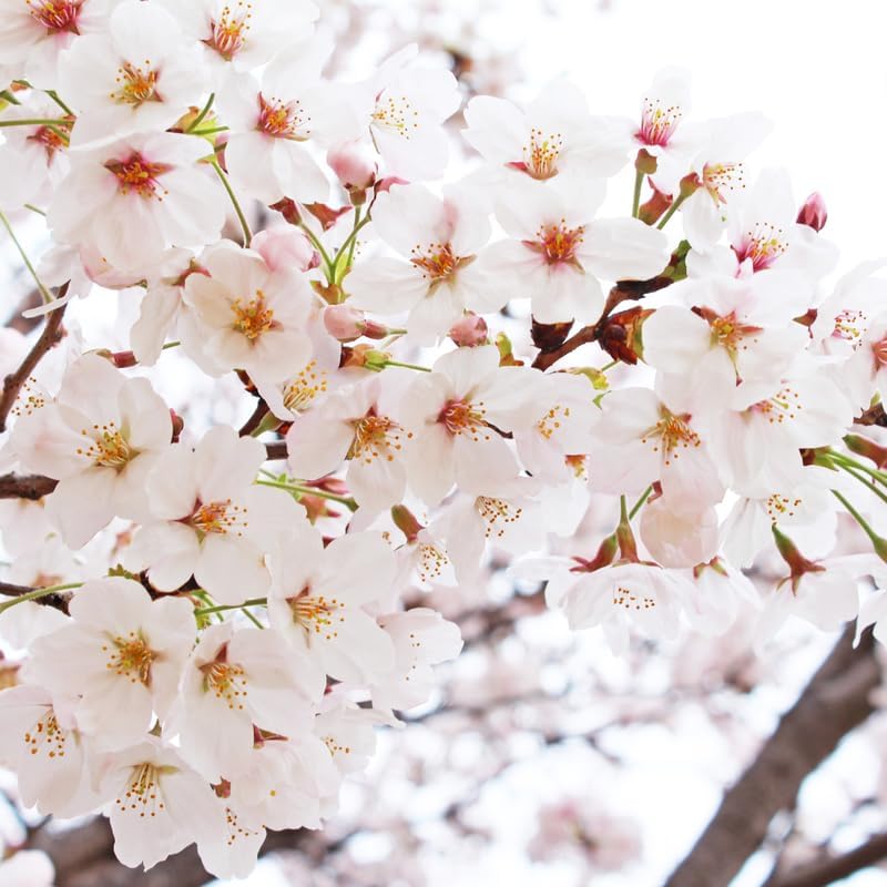 2 Yoshino Cherry Blossom Trees, 6-12 Inch Tall, Easy Care, Hardy Ornamental Flowering Cherry Tree, Ideal for Yard, Garden & Landscape