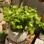 Maid of Orleans Jasmine Flower Plant in 4’’ Inch Pot | Live Jasmine Potted Plant Indoor | Suitable for Windowsills, Desks & Small Spaces | Perfect Fragrant Accent Plant for Home, Office