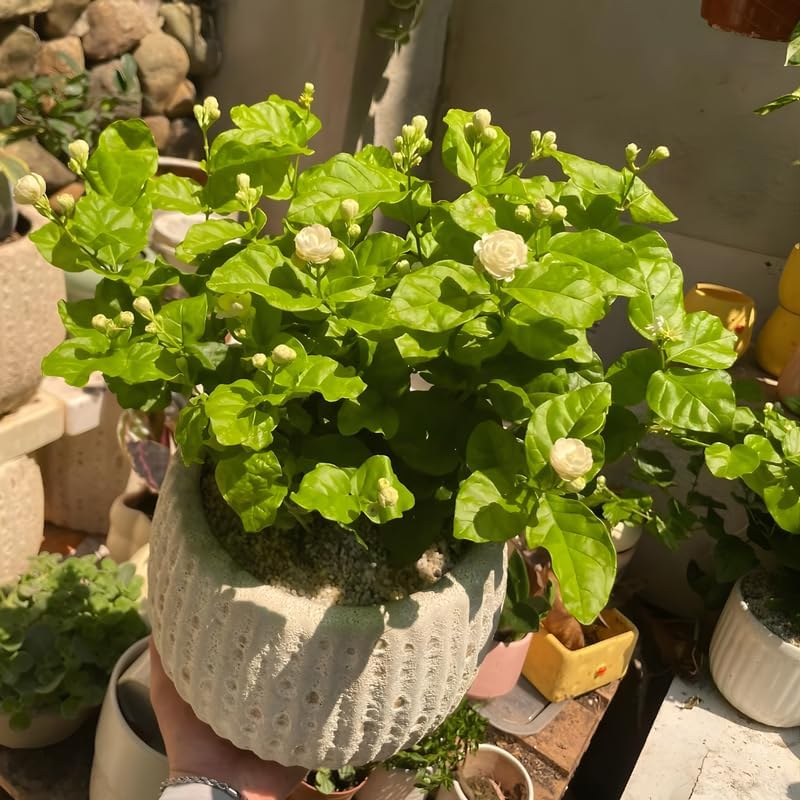 Maid of Orleans Jasmine Flower Plant in 4’’ Inch Pot | Live Jasmine Potted Plant Indoor | Suitable for Windowsills, Desks & Small Spaces | Perfect Fragrant Accent Plant for Home, Office